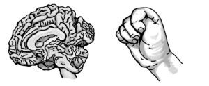 Helpers Reinforce BrainWise Learning brain fist combo 2